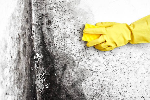 Best Commercial Mold Remediation in Cadott, WI