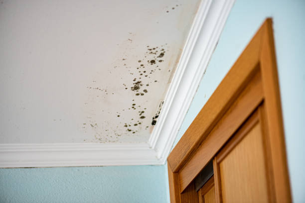 Best Attic Mold Remediation in Cadott, WI