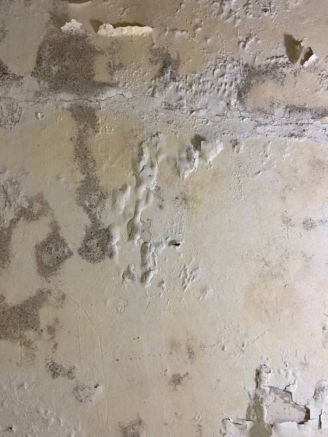 Best Localized Mold Remediation (e.g., coastal areas, humid climates) in Cadott, WI