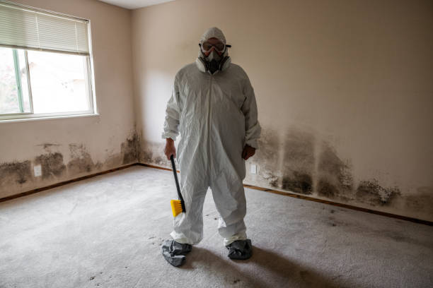 Best Post-Flood Mold Remediation in Cadott, WI
