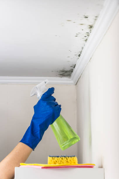 Best Basement Mold Remediation in Cadott, WI